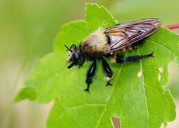 Image de Laphria