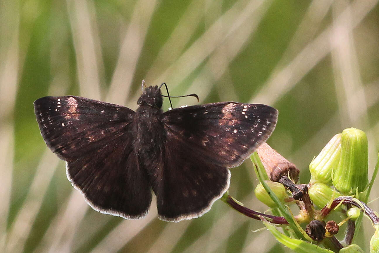 Image of Zarucco Duskywing