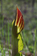 Image of Jack in the pulpit