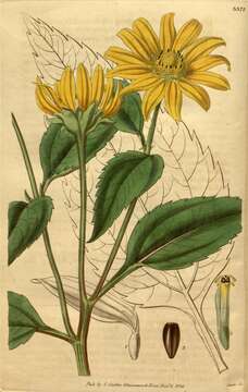 صورة Bidens laevis (L.) Britt., Stern & Poggenb.