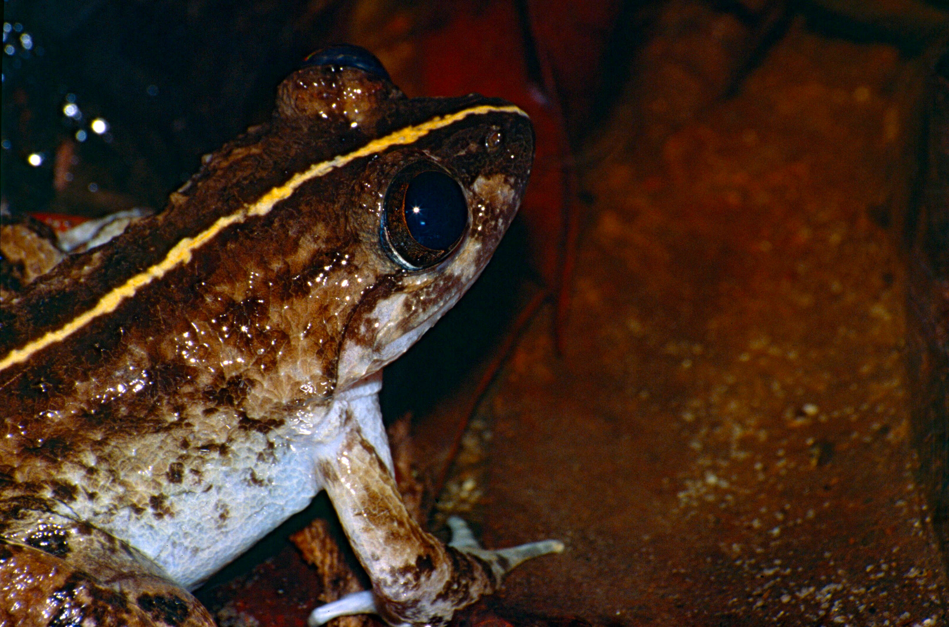 Image of fanged frogs