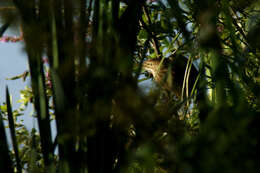 Image of Common Little Bittern