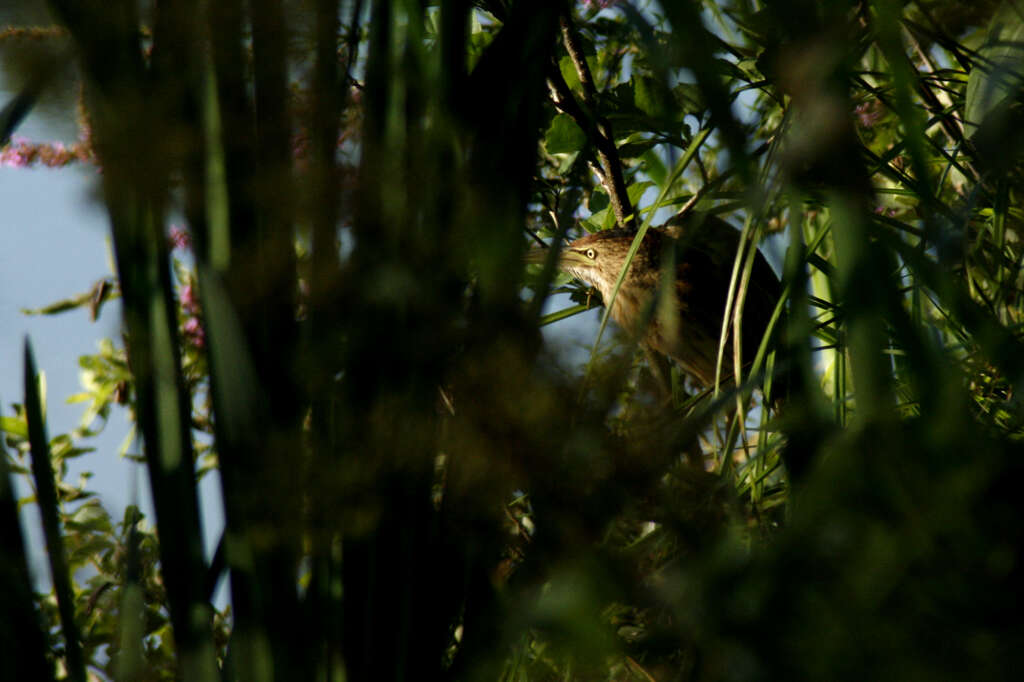 Image of Common Little Bittern