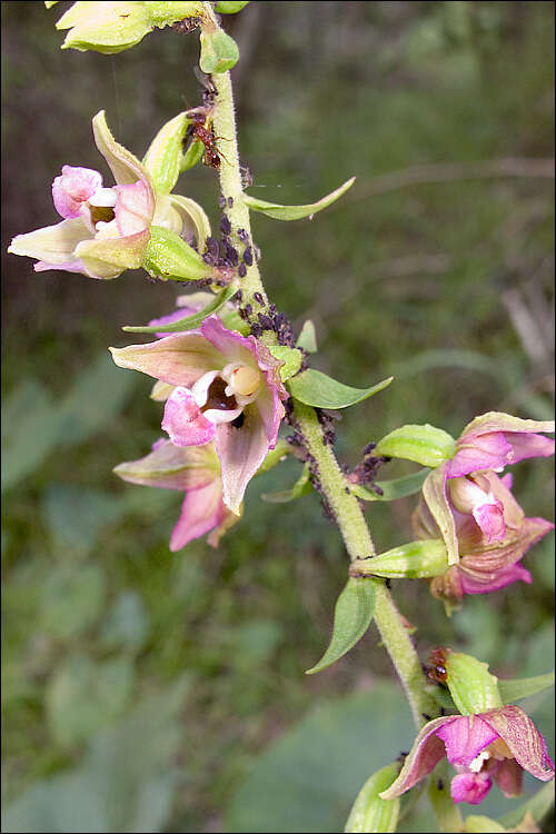 Image of Helleborine