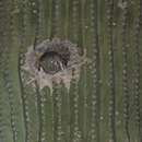 Sivun kaktuspöllö kuva