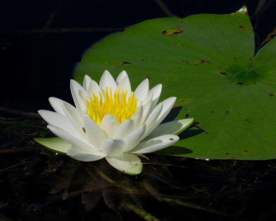 Image of waterlily