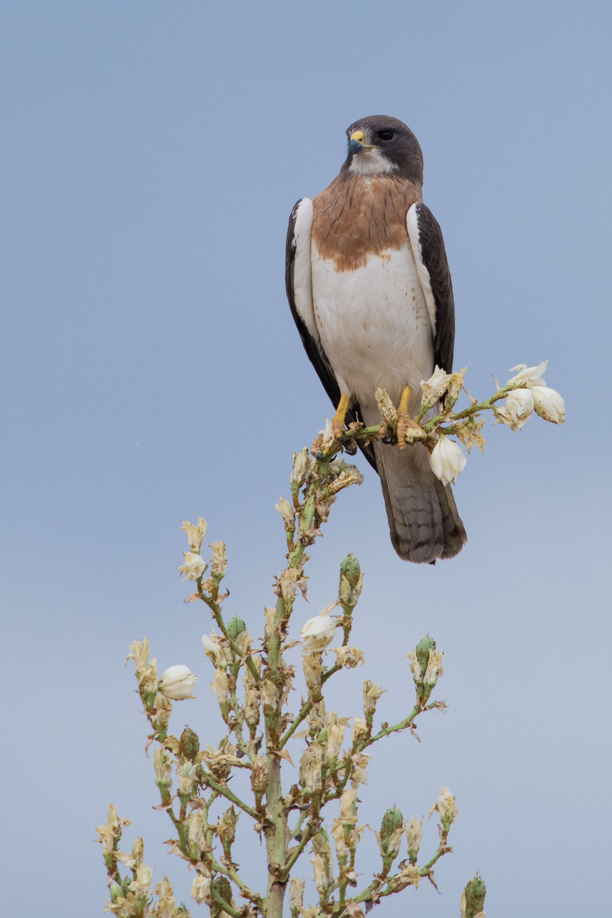 Image of Buteo Lacépède 1799