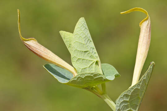 Plancia ëd Aristolochia longa