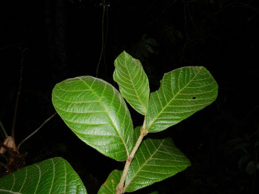 Imagem de Dichapetalum hammelii G. T. Prance