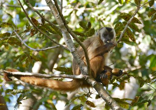 Image of Robust capuchin monkeys