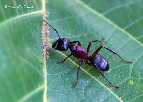 Plancia ëd Camponotus ligniperda