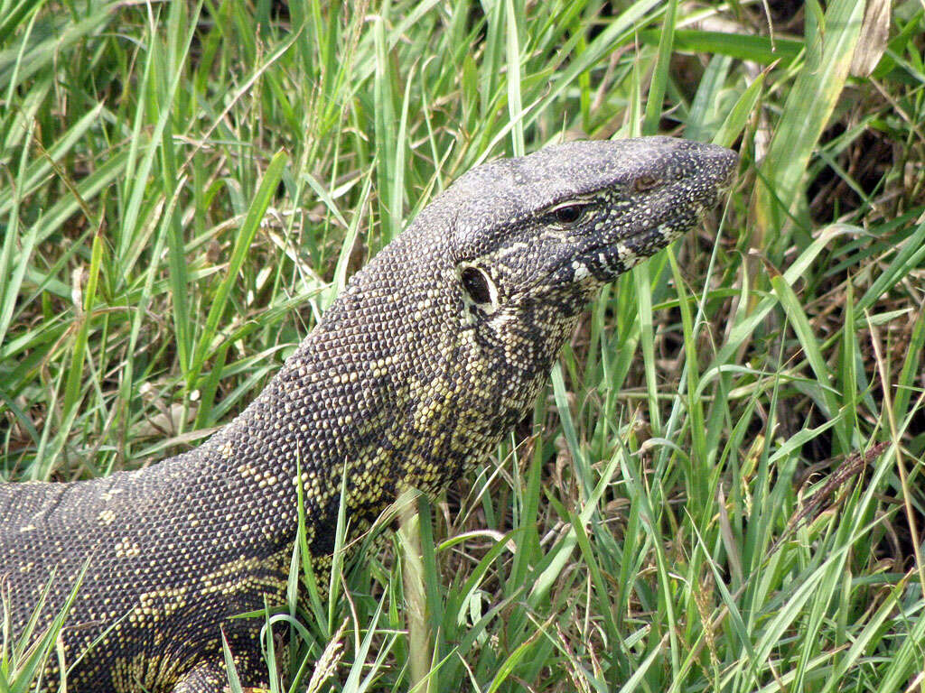 Image of monitor lizards