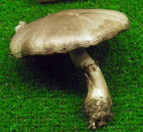 Image of Agaricus porphyrizon P. D. Orton 1960