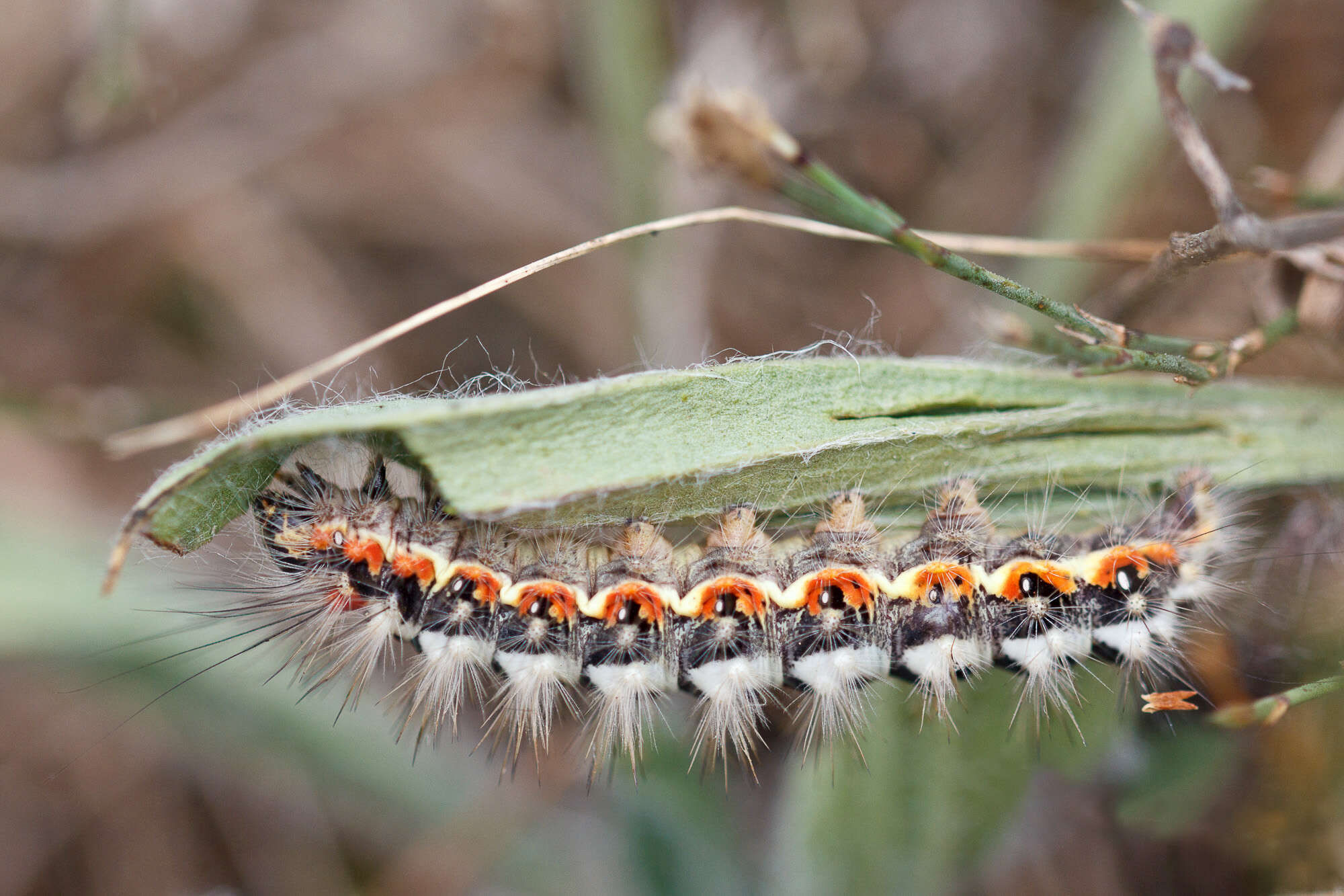 Imagem de Acronicta euphorbiae Davis & Schiffermüller 1775