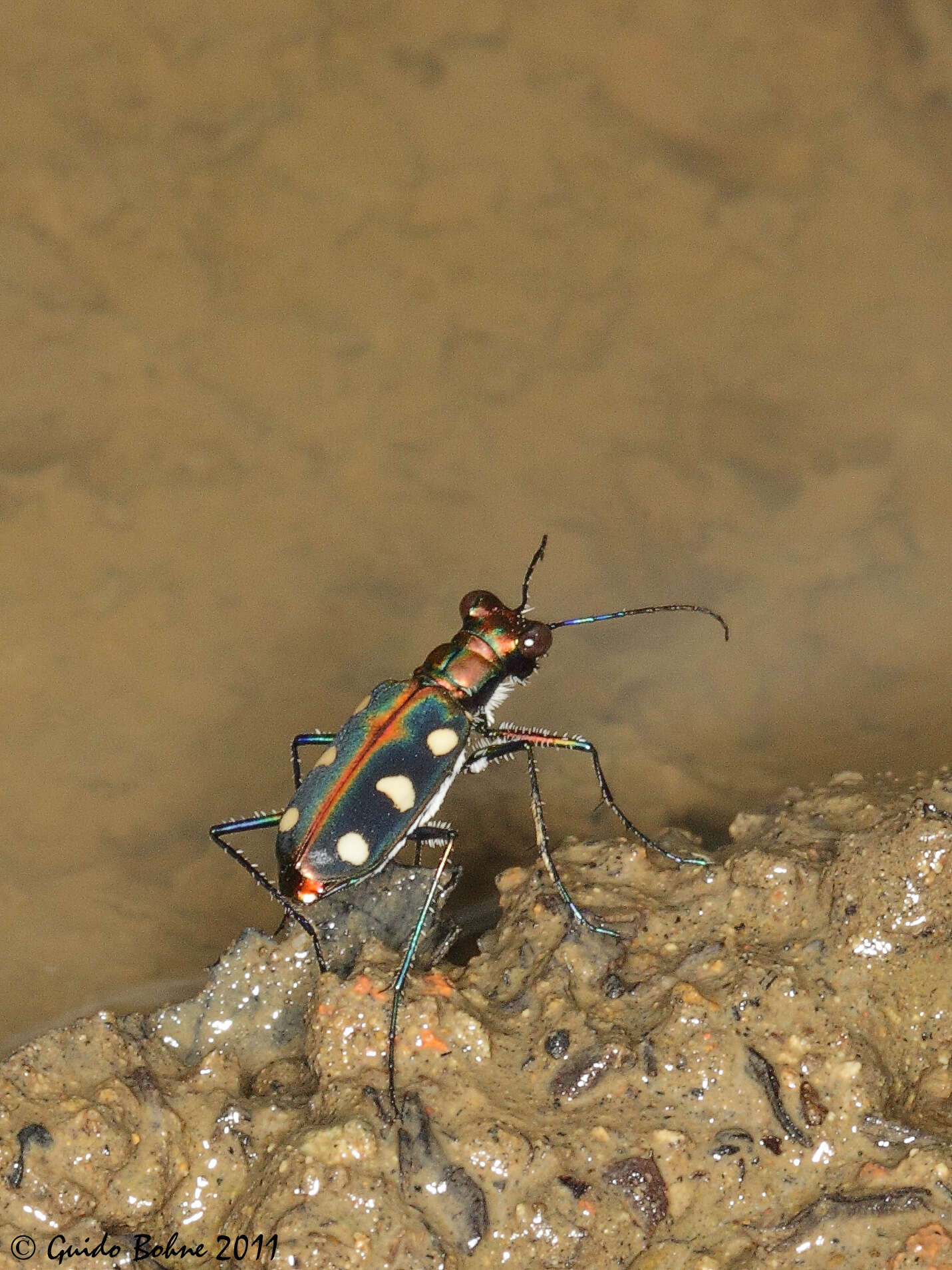 Image of Cicindelidae