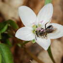 Imagem de Andrena erigeniae Robertson 1891