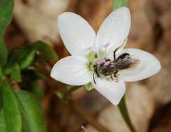 Image of Spring Beauty Andrena