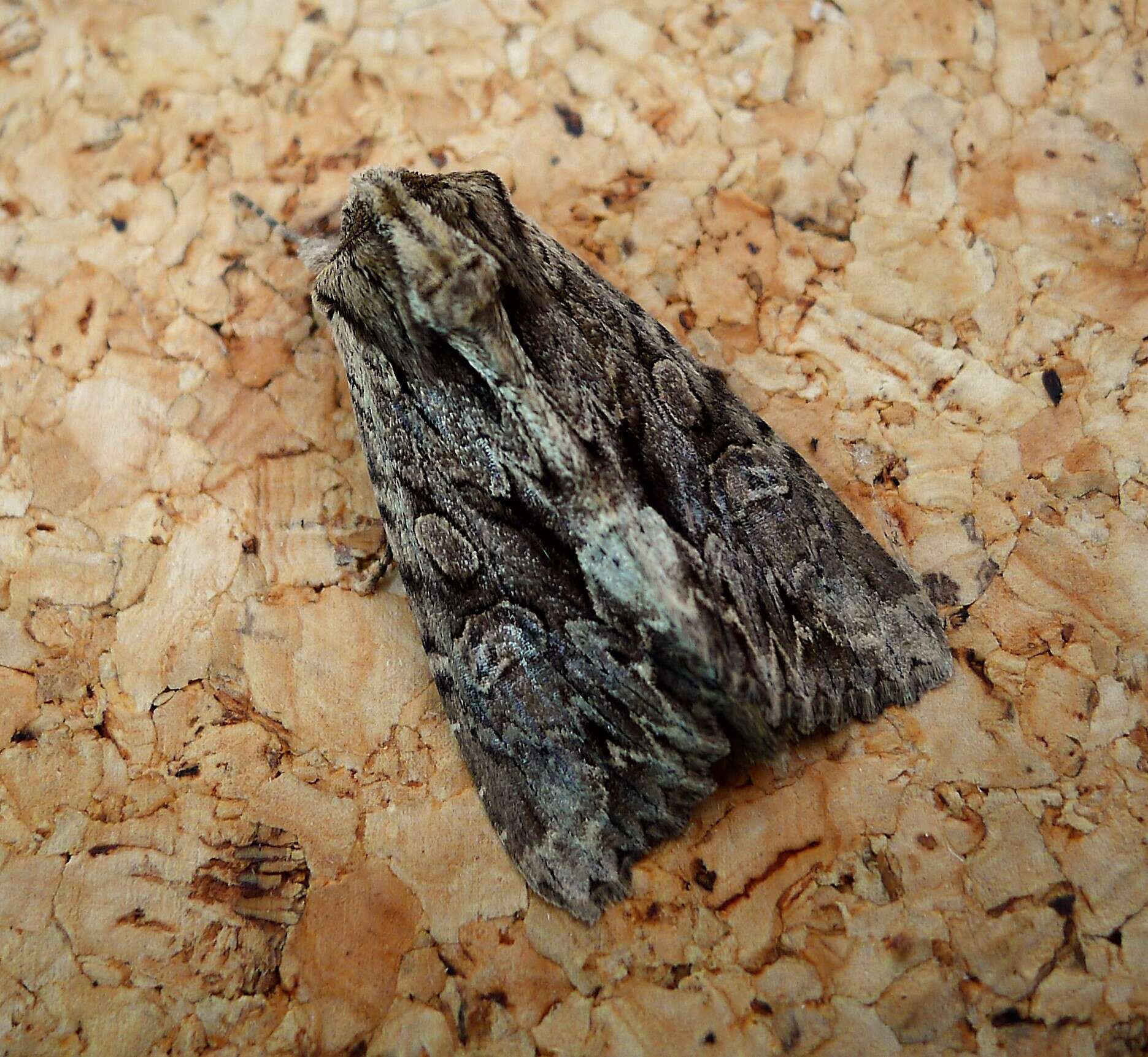 Apamea monoglypha Hufnagel 1767的圖片