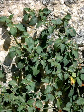 Image de Solanum villosum Miller