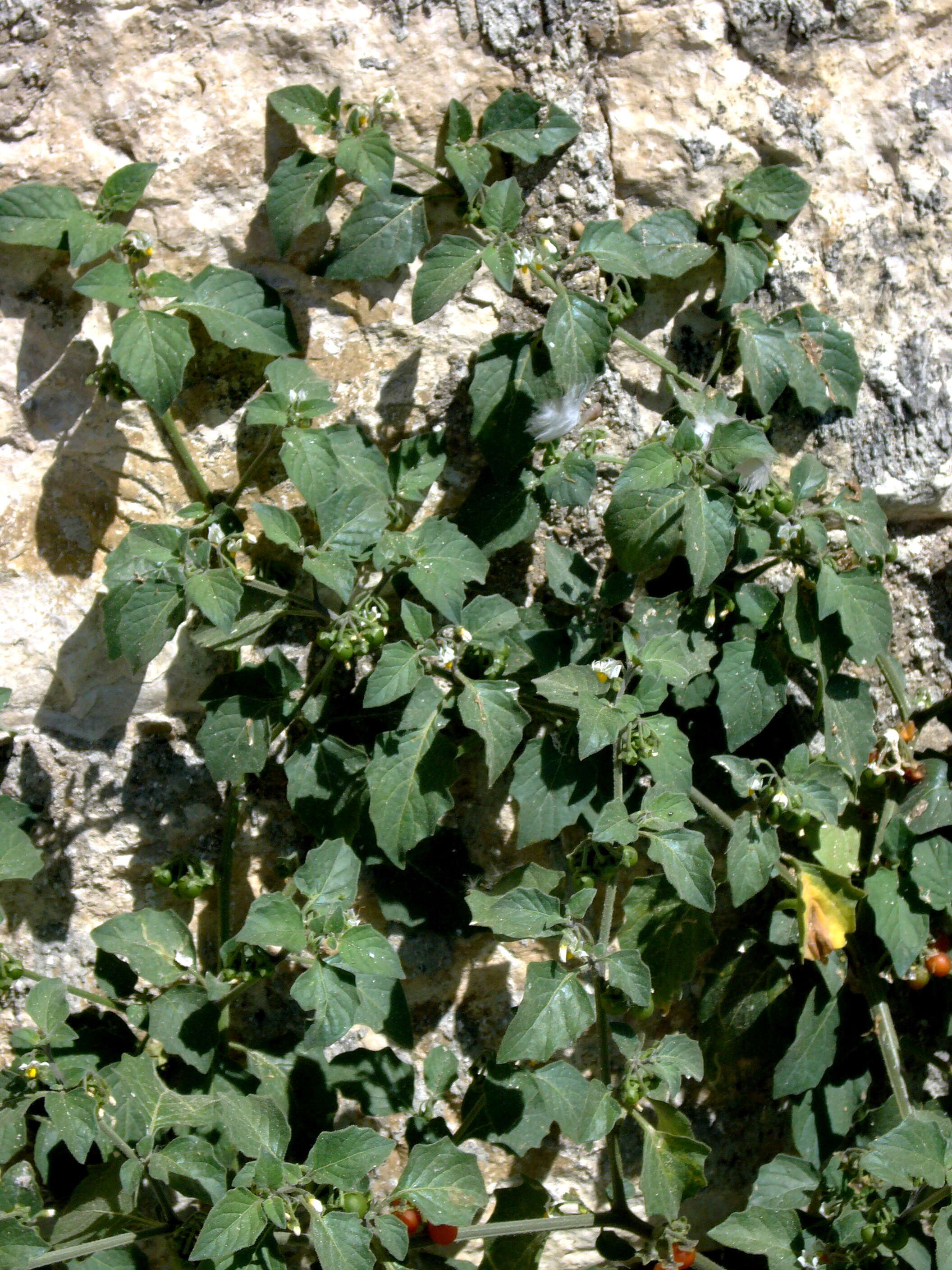 Image of hairy nightshade