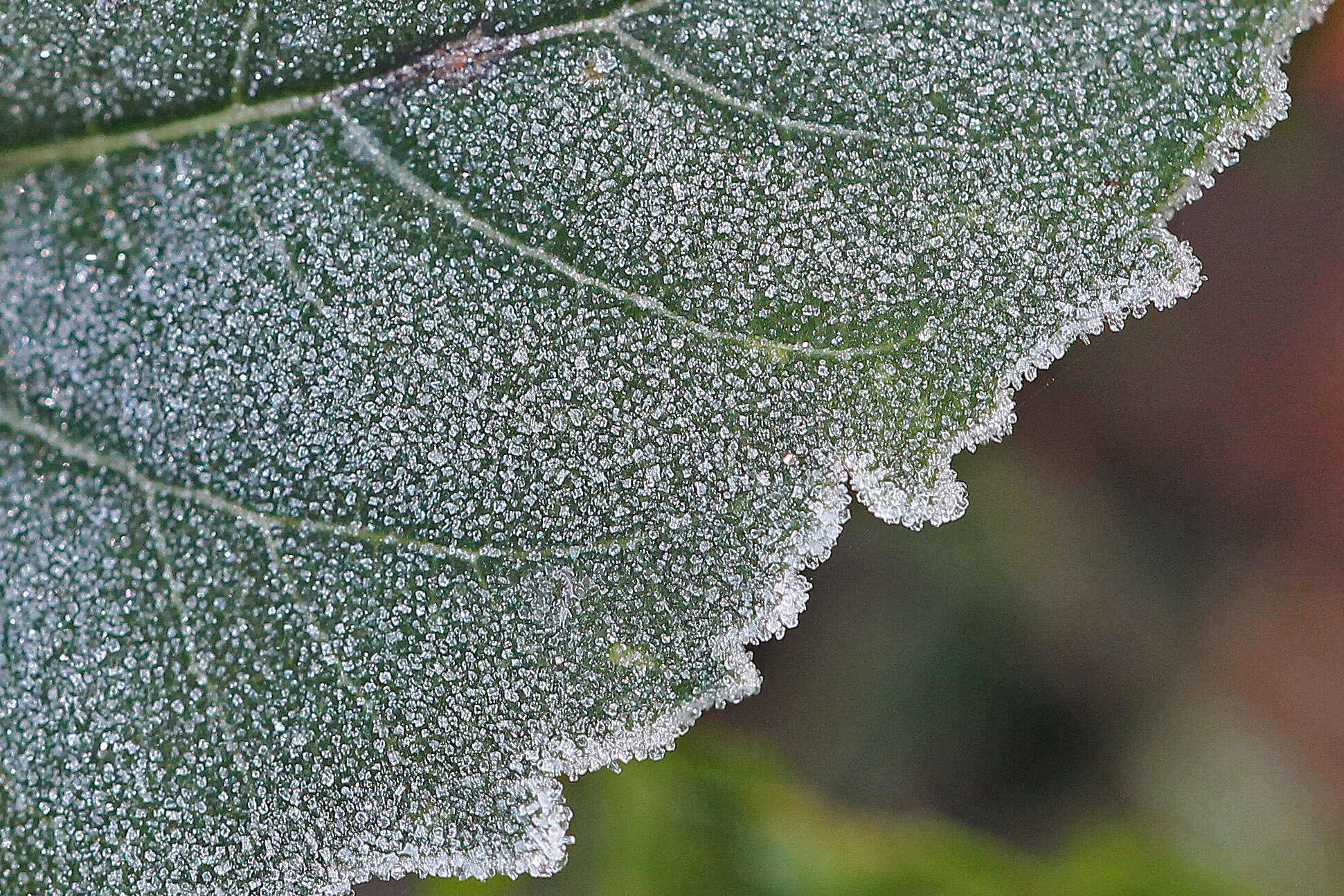 Image of cucumberleaf sunflower