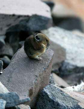 Ochotona subgen. Pika Lacépède 1799 resmi