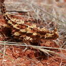 Image of Thorny devil