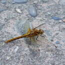 Image of Striped Meadowhawk