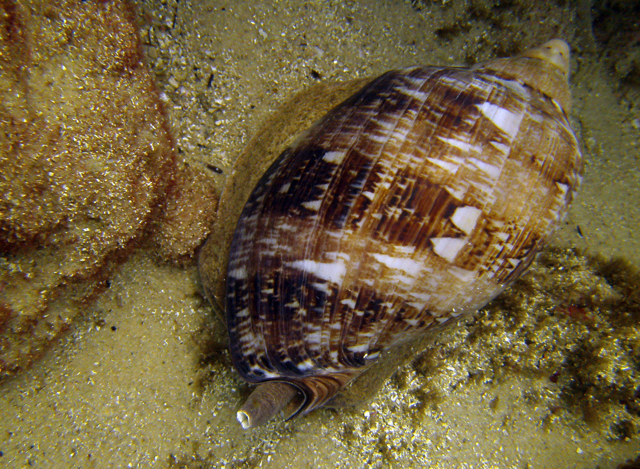 Image de Cymbiola magnifica (Gebauer 1802)