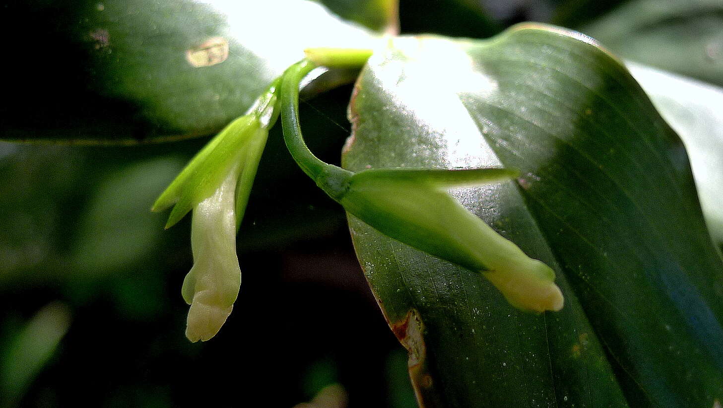 Image of Prayer Plant