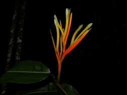 Image of Heliconia longiflora R. R. Sm.