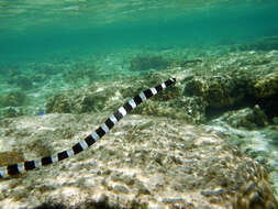 Image of Snake-eels