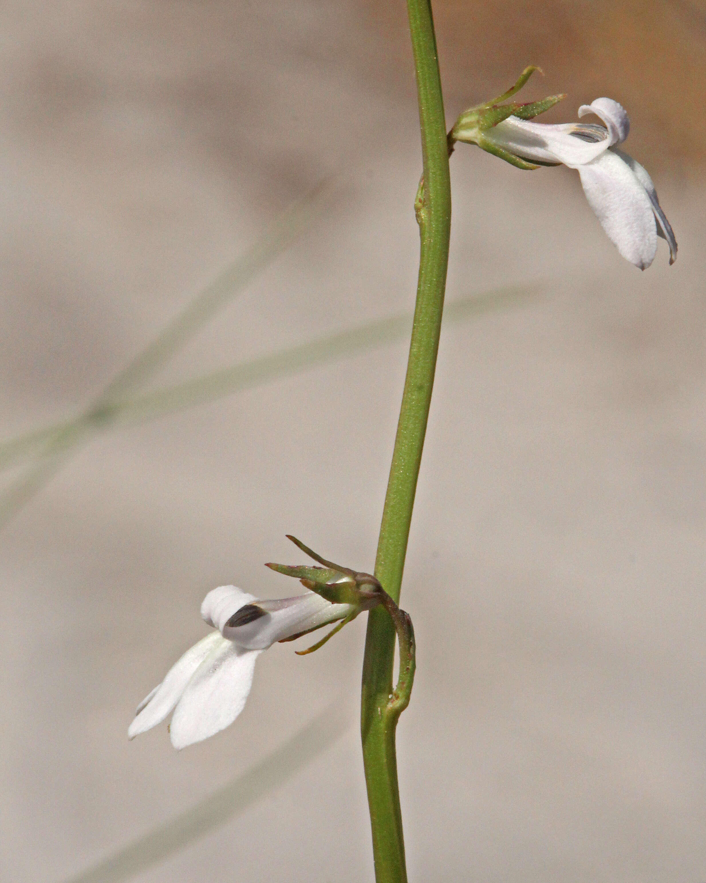 Image of White Lobelia