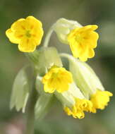 Image of cowslip