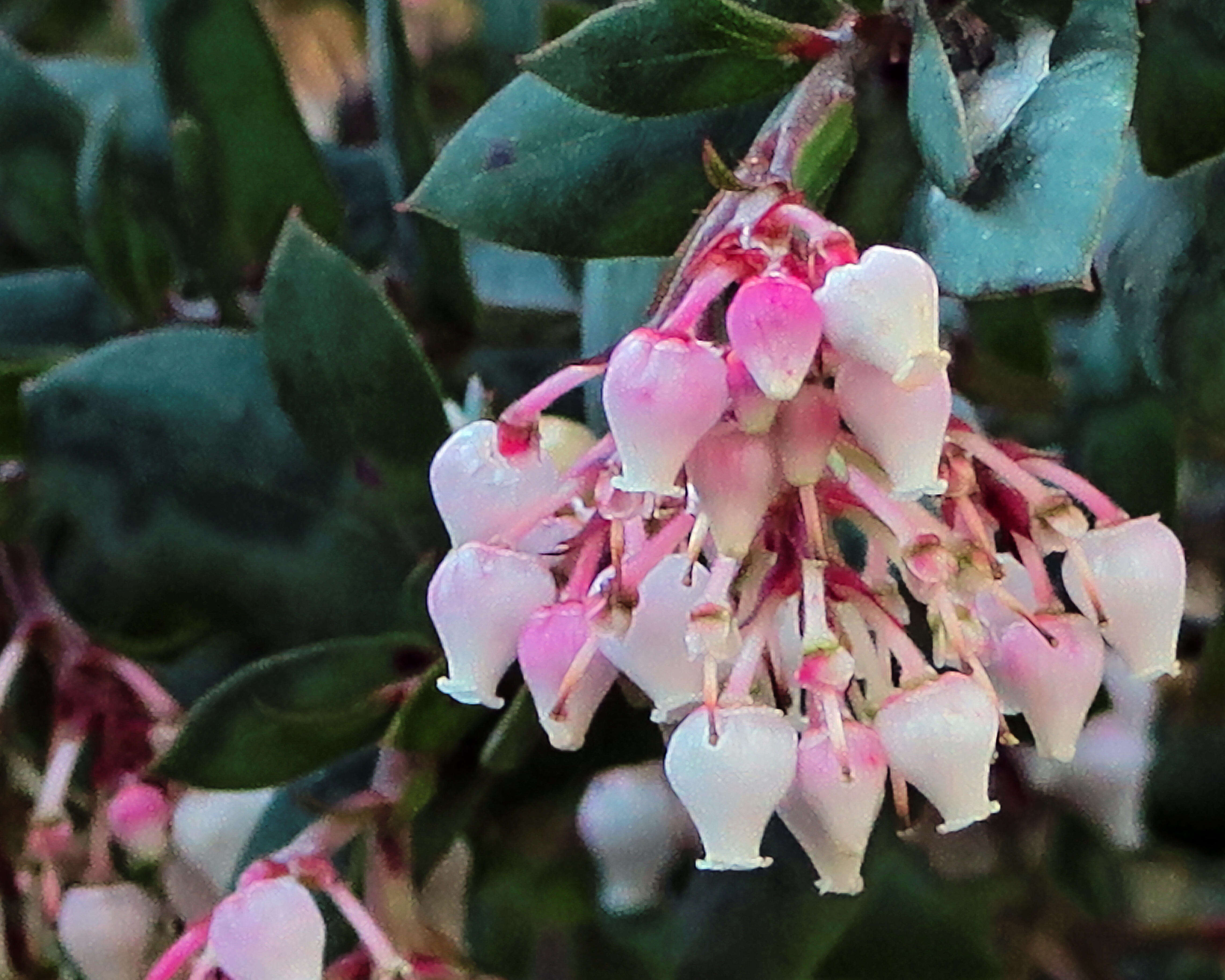 Image of Pajaro manzanita