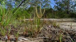 Image of Drosera binata Labill.