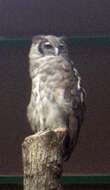 Image of Giant Eagle Owl