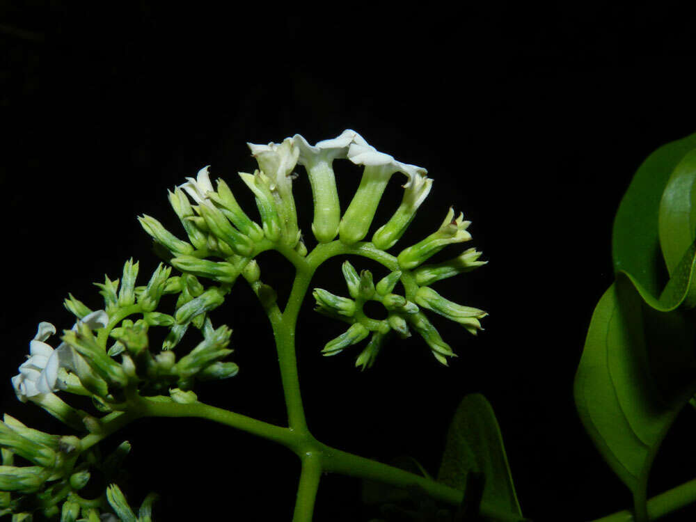 Imagem de Tournefortia bicolor Sw.