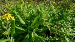 Image of fireweed groundsel