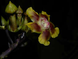 Image of Prestonia longifolia (Sessé & Moç.) J. F. Morales