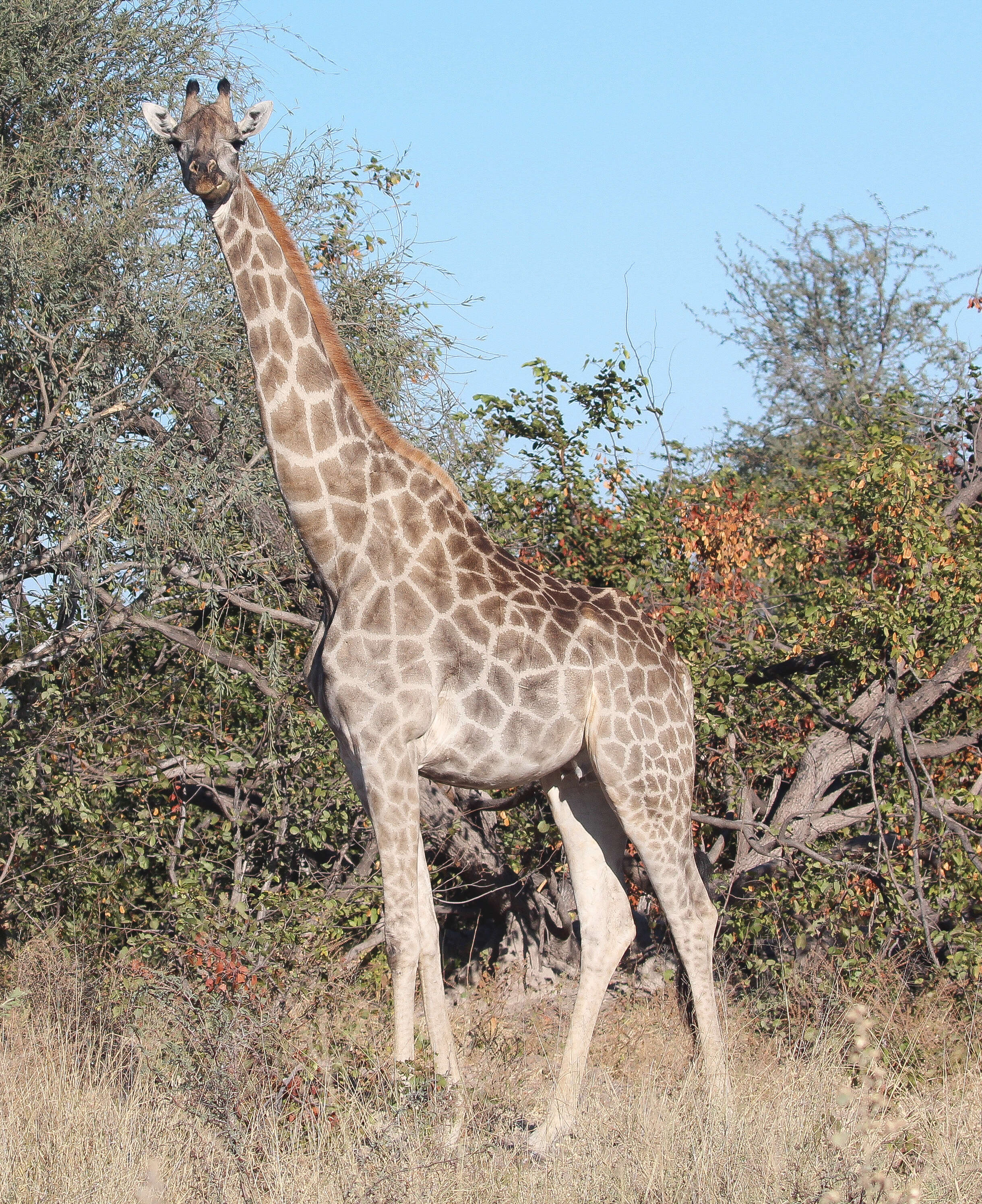 Image of Southern giraffe