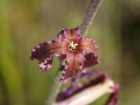 Image of Matthiola fruticulosa (L.) Maire