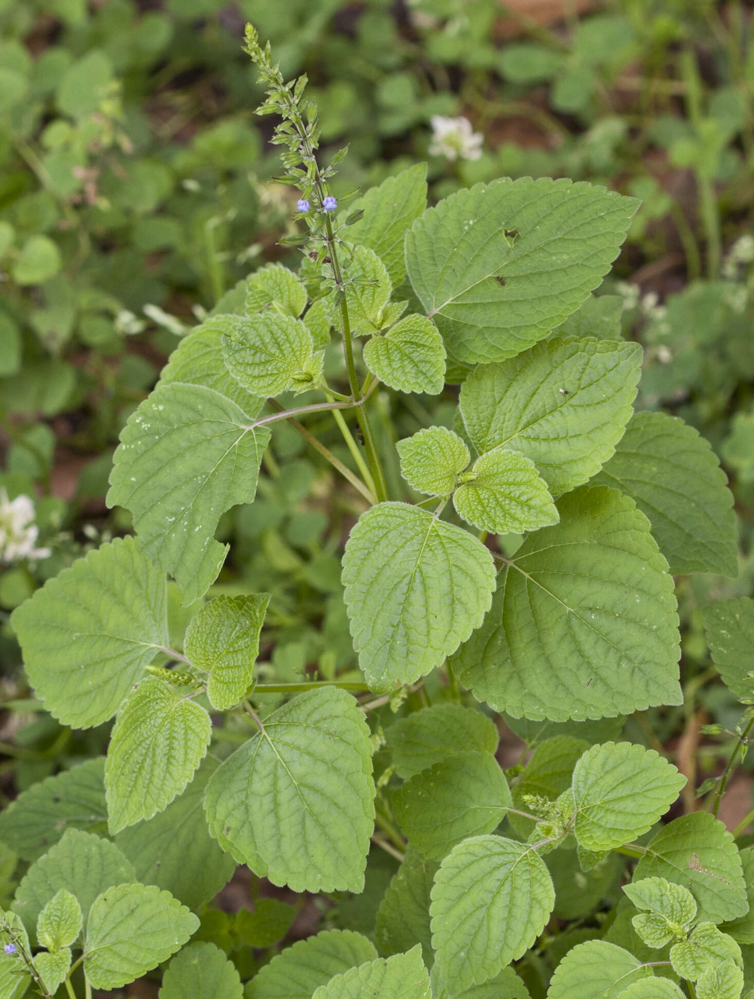 Imagem de Salvia tiliifolia Vahl