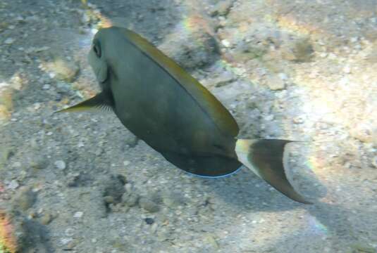 Image of Blue-banded Pualu