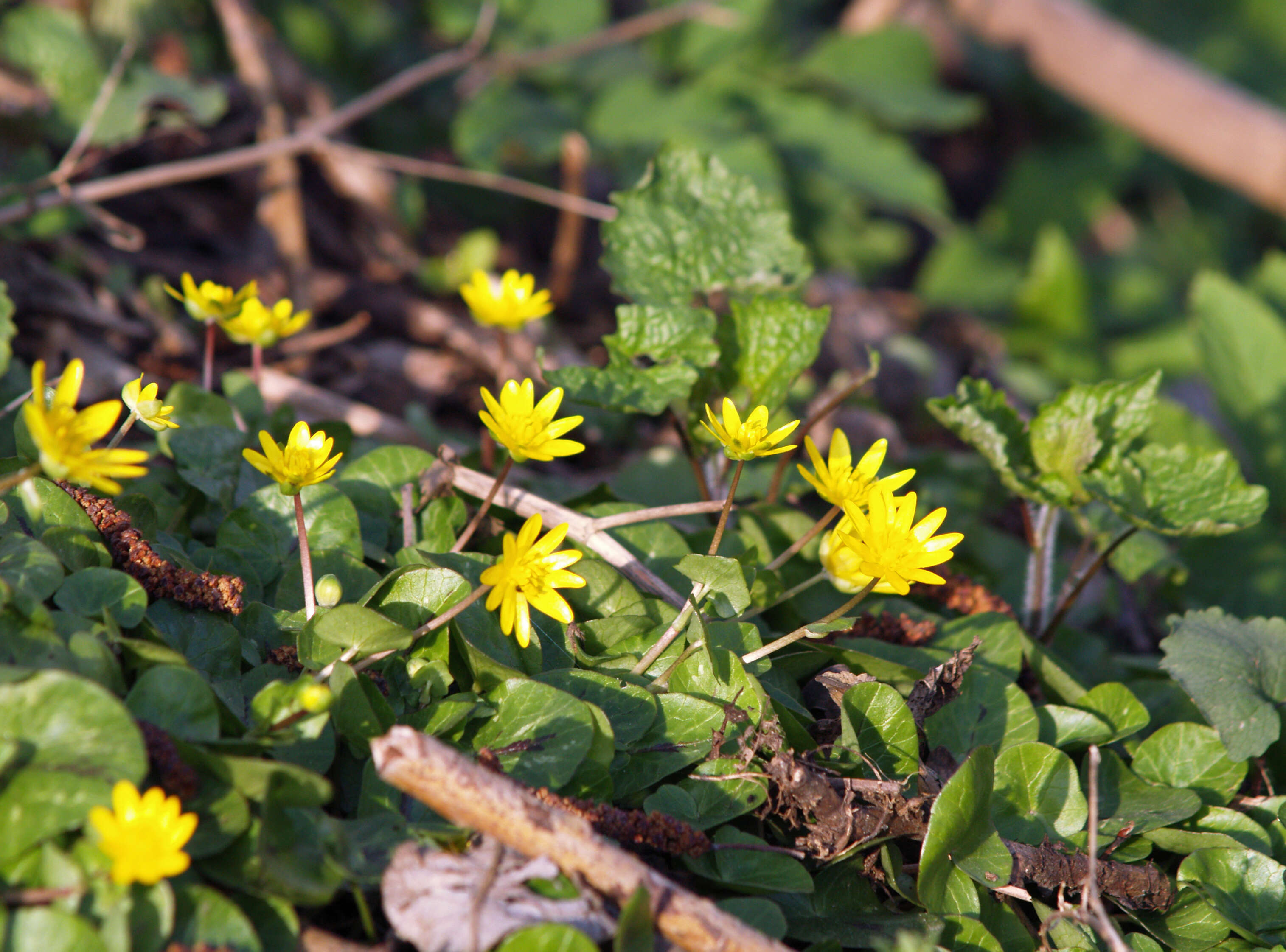 Image of Lesser celandine