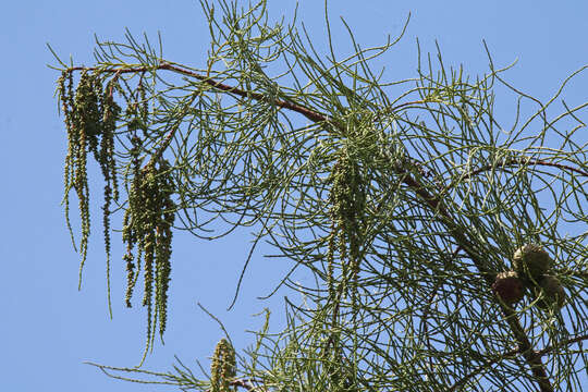 Image of bald cypress