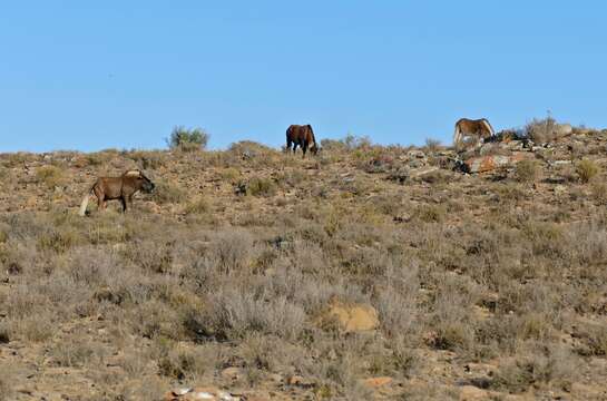 Image of Black Wildebeest