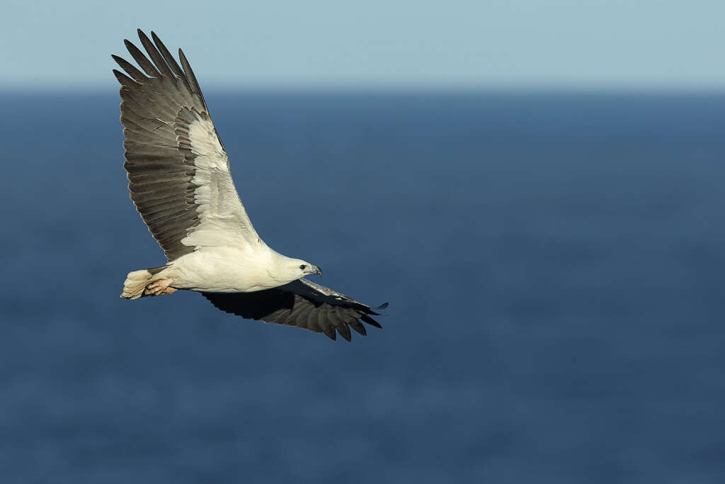 Image of Sea eagles