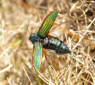 Image of Buprestis