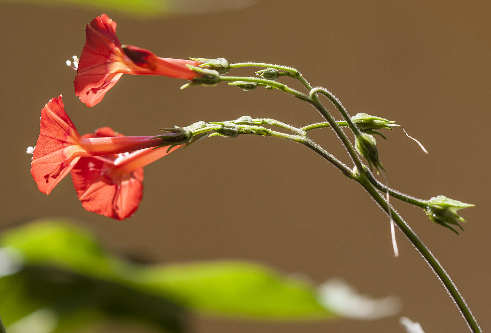 Image of Ipomoea cholulensis Kunth